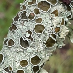 Parmeliaceae (family) at Holt, ACT - 19 Jul 2021