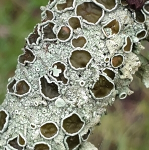 Parmeliaceae (family) at Holt, ACT - 19 Jul 2021