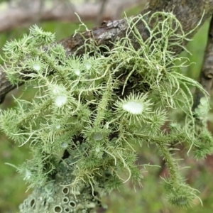 Usnea sp. (genus) at Holt, ACT - 19 Jul 2021