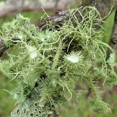 Usnea sp. (genus) (Bearded lichen) at Aranda Bushland - 18 Jul 2021 by drakes