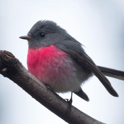 Petroica rosea (Rose Robin) at Acton, ACT - 24 Jul 2021 by patrickcox