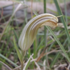 Diplodium truncatum (Little Dumpies, Brittle Greenhood) at Bruce, ACT - 11 Apr 2021 by MichaelBedingfield