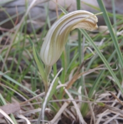 Diplodium truncatum at Bruce, ACT - suppressed