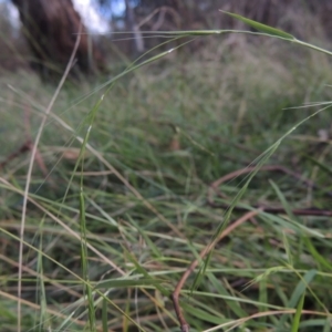 Microlaena stipoides at Bruce, ACT - 11 Apr 2021 03:14 PM