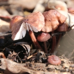 Unidentified Fungus at Hughes, ACT - 22 Jul 2021 by LisaH