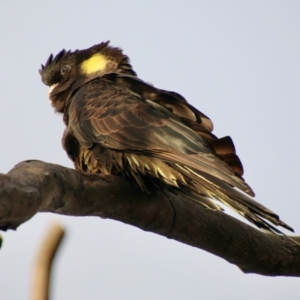 Zanda funerea at Hughes, ACT - 25 Jul 2021 05:20 PM