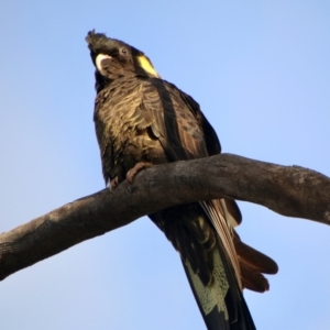 Zanda funerea at Hughes, ACT - 25 Jul 2021 05:20 PM