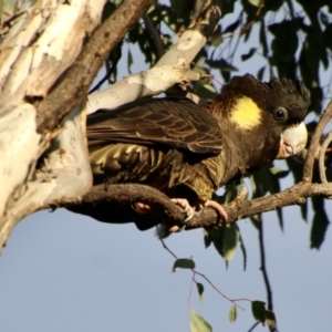 Zanda funerea at Hughes, ACT - 25 Jul 2021 05:20 PM