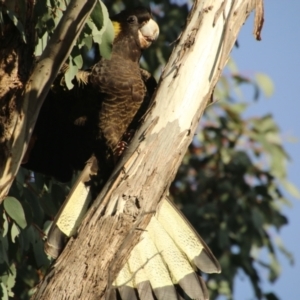 Zanda funerea at Hughes, ACT - 25 Jul 2021 05:20 PM