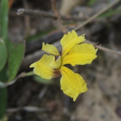 Goodenia hederacea (Ivy Goodenia) at Flea Bog Flat, Bruce - 11 Apr 2021 by michaelb