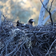 Aquila audax (Wedge-tailed Eagle) at Majura, ACT - 21 Jul 2021 by jbromilow50