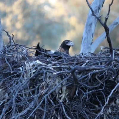 Aquila audax (Wedge-tailed Eagle) at Majura, ACT - 21 Jul 2021 by jbromilow50