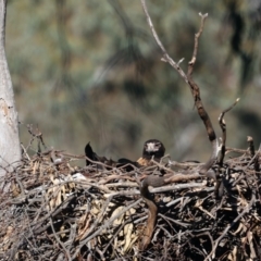 Aquila audax at Majura, ACT - 21 Jul 2021