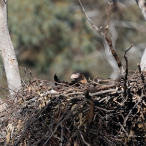 Aquila audax at Majura, ACT - 21 Jul 2021