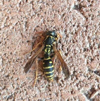 Polistes (Polistes) chinensis (Asian paper wasp) at Cobbitty, NSW - 26 Jul 2021 by Rigor722