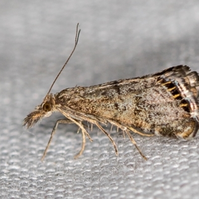 Glaucocharis dilatella (A Crambid moth) at Paddys River, ACT - 12 Nov 2018 by Bron