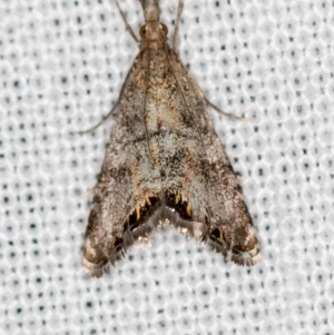 Glaucocharis dilatella at Paddys River, ACT - 12 Nov 2018