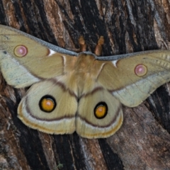 Opodiphthera eucalypti at Paddys River, ACT - 12 Nov 2018