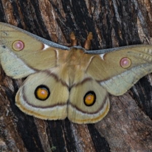 Opodiphthera eucalypti at Paddys River, ACT - 12 Nov 2018