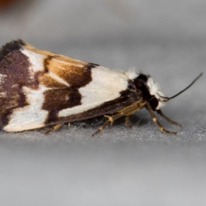 Philenora irregularis at Paddys River, ACT - 12 Nov 2018