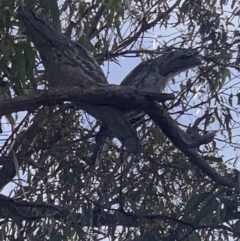 Podargus strigoides (Tawny Frogmouth) at Black Flat at Corrowong - 25 Jul 2021 by BlackFlat