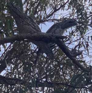 Podargus strigoides at Tombong, NSW - 25 Jul 2021