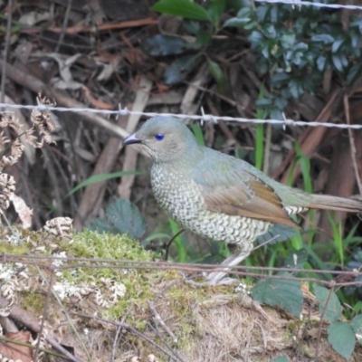 Ptilonorhynchus violaceus (Satin Bowerbird) at Bundanoon, NSW - 20 Jul 2021 by MatthewFrawley