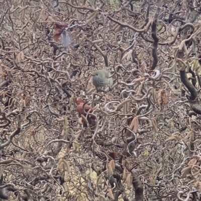 Acanthiza pusilla (Brown Thornbill) at Murrumbateman, NSW - 26 Jul 2021 by SimoneC