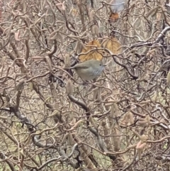 Acanthiza pusilla at Murrumbateman, NSW - 26 Jul 2021 09:18 AM