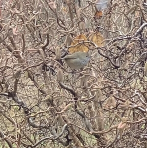 Acanthiza pusilla at Murrumbateman, NSW - 26 Jul 2021 09:18 AM