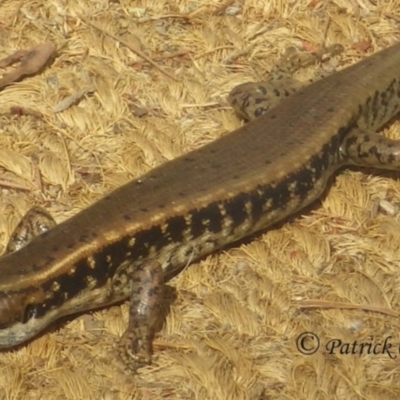 Eulamprus quoyii (Eastern Water Skink) at Bullaburra, NSW - 27 Jul 2021 by PatrickCampbell