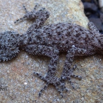 Phyllurus platurus (Broad-tailed Gecko) at Blue Mountains National Park - 26 Jul 2021 by PatrickCampbell