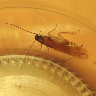 Robshelfordia circumducta (Shelford's Variable Cockroach) at Conder, ACT - 25 Mar 2021 by michaelb