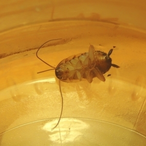 Robshelfordia sp. (genus) at Conder, ACT - 25 Mar 2021 01:32 PM