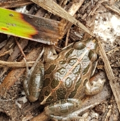 Limnodynastes tasmaniensis (Spotted Grass Frog) at Bruce Ridge to Gossan Hill - 27 Jul 2021 by trevorpreston
