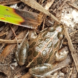 Limnodynastes tasmaniensis at Bruce, ACT - 27 Jul 2021 10:25 AM