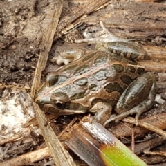 Limnodynastes tasmaniensis at Bruce, ACT - 27 Jul 2021 10:25 AM