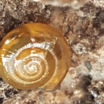 Oxychilus alliarius (Garlic Snail) at Bruce Ridge to Gossan Hill - 27 Jul 2021 by trevorpreston