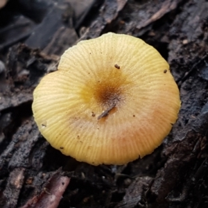 zz agaric (stem; gills white/cream) at Bruce, ACT - 27 Jul 2021