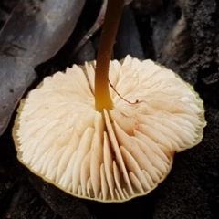 zz agaric (stem; gills white/cream) at Bruce, ACT - 27 Jul 2021