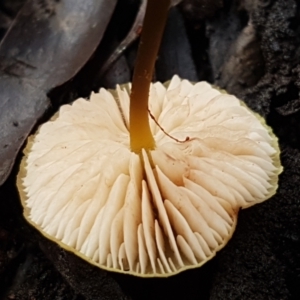 zz agaric (stem; gills white/cream) at Bruce, ACT - 27 Jul 2021