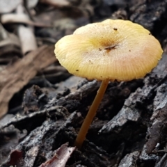 zz agaric (stem; gills white/cream) at Bruce, ACT - 27 Jul 2021