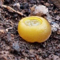 Aleurina ferruginea (Fleshy Cup Fungus) at Bruce, ACT - 27 Jul 2021 by trevorpreston