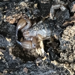 Urodacus manicatus (Black Rock Scorpion) at Bruce Ridge to Gossan Hill - 27 Jul 2021 by MattFox