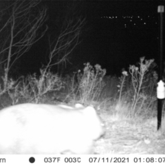 Vombatus ursinus (Common wombat, Bare-nosed Wombat) at Chapman, ACT - 12 Jul 2021 by alexnewman