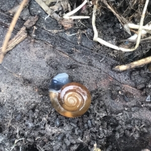 Oxychilus alliarius at Bruce, ACT - 27 Jul 2021