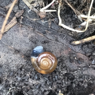 Oxychilus alliarius (Garlic Snail) at Bruce Ridge to Gossan Hill - 27 Jul 2021 by MattFox
