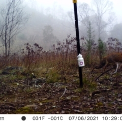 Vulpes vulpes at Chapman, ACT - 12 Jul 2021 11:33 AM