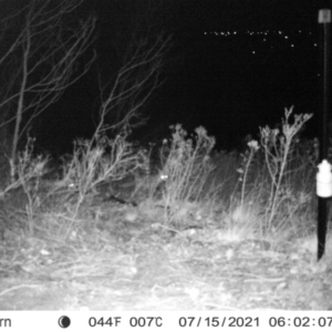 Vulpes vulpes at Chapman, ACT - 12 Jul 2021 11:33 AM