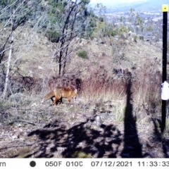 Vulpes vulpes at Chapman, ACT - 12 Jul 2021 11:33 AM